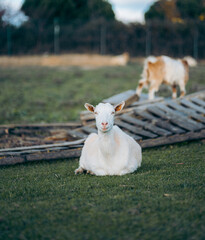 white sheep in the farm