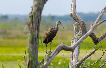 limpkin - Aramus guarauna - also called carrao, courlan, and crying bird, is a large wading bird related to rails and cranes. Perched on a tree snag in Florida