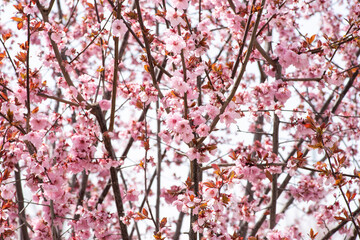 Close up of Spring Cherry Blossom