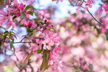 Fototapeta na wymiar Cherry (Sakura) blossom