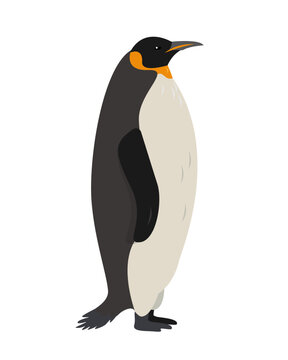 Big Emperor or King penguin, bird of Antarctica. Penguin icon isolated on white background. Flat or cartoon nature animal vector illustration.