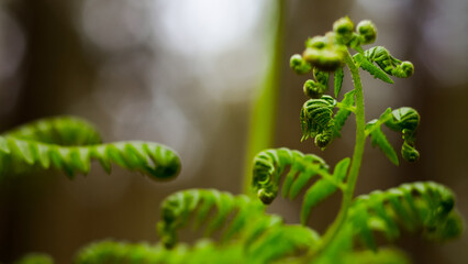 Macro de feuilles de foug&egrave;re sauvages, d'un vert &eacute;clatant
