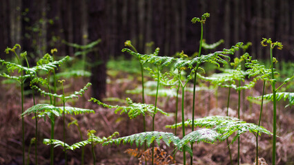 Macro de feuilles de fougère sauvages, d'un vert éclatant