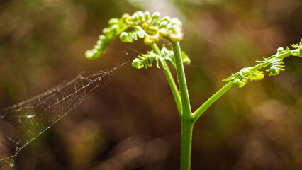 Macro de feuilles de fougère sauvages, d'un vert éclatant