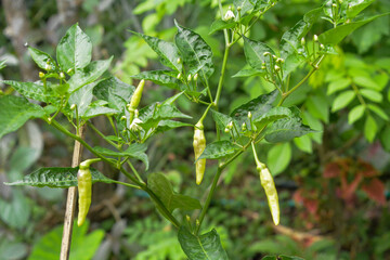 Photos of wild plants around the house, weeds