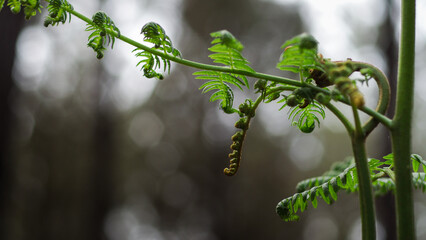 Macro de feuilles de fougère sauvages, d'un vert éclatant
