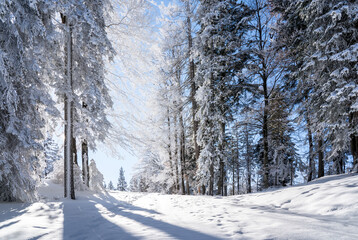 Winter forest in Seefeld, Austria