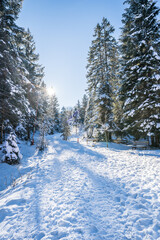 Winter forest in Seefeld, Austria