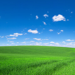 Fototapeta na wymiar field of grass and perfect sky