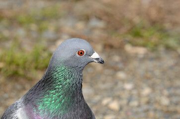 鳩