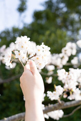満開の桜に手を添えて