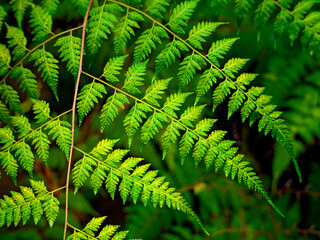 Green fern-like plant (Lastreopsis effusa) Plants of Guadeloupe 