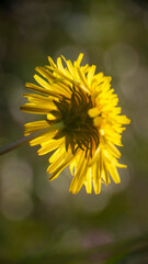 Parte posterior de flor amarilla de diente de león
