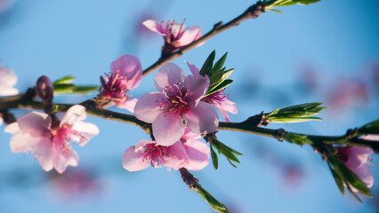 Flores rosas en ramas de árbol