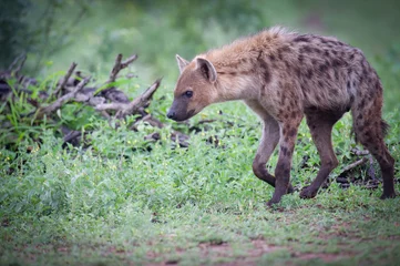 Tuinposter African Spotted hyena © Frederick