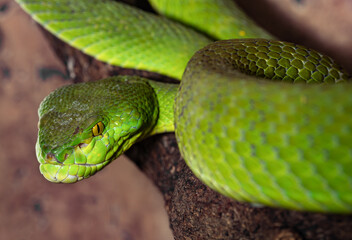  White-lipped kufiya. Trimeresurus albolabris. Close-up.