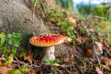 Fliegenpilz im frühen Herbstwald