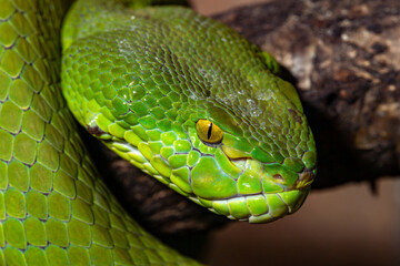  White-lipped kufiya. Trimeresurus albolabris. Close-up.