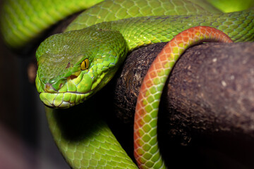  White-lipped kufiya. Trimeresurus albolabris. Close-up.