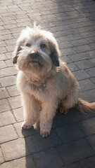 Perro pastor catalán de pelo gris en patio