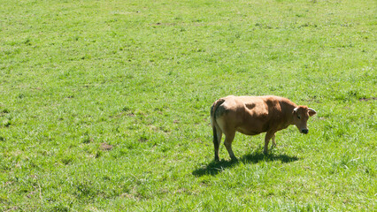 Vaca en pradera de hierba a mediodía