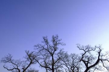Obraz premium Early spring time background with naked tree branches silhouette on blue sky. 