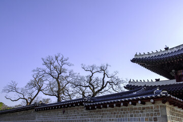 Fototapeta na wymiar Changdukgung Palace in early spring, Korea.
