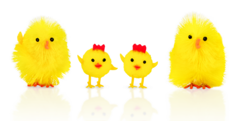 Isolated toy chicken family. Mom children and father. Funny Easter background. Relationship concept
