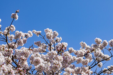 Blue sky and cherry blossoms in full bloom
