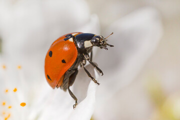 close up of ladybug sitting on white blossom