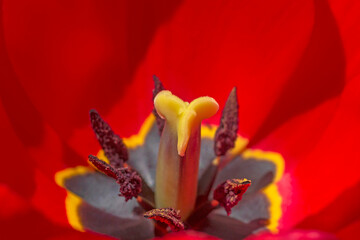 close up of pistil and stamens inside red tulip flower