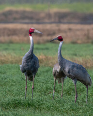 Sarus crane or Antigone antigone observed near Nalsarovar in Gujarat, India