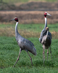 Sarus crane or Antigone antigone observed near Nalsarovar in Gujarat, India