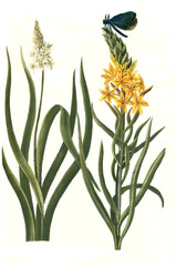 Asphodelus albus folio iridis, Asphodelus luteus major, Pflanzen aus einer Pflanzengattung in der Unterfamilie der Affodillgewächse, Affodil