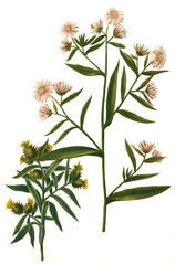 Aster novae-belgiae latifloius floriis und Aster spinosus seu iacea spinosa cretica, Arten und Sorten der Pflanzengattung Aster  © Bildagentur-o