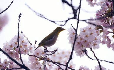 春の訪問者