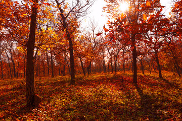 Fototapeta na wymiar Red autumn forest with sunshine in the trees