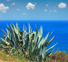 Agave plant on summer sea coast.