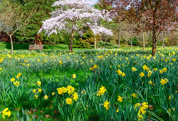 Daffodils in a public park with trees and a park bench. Yellow flowers and pink blossom in Kelsey Park, Beckenham, Kent, UK. Beautiful spring flowers.