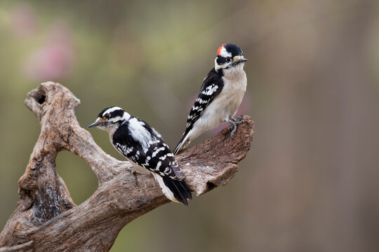 two woodpeckers on perch
