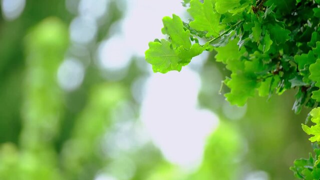 Rain Storm, Wind Gusts, young green oak foliage, Quercus robur leaves, spring, summer season in park, forest with blurry bokeh, nature protection, concept Severe Weather, background for designer