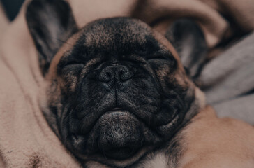 Cute sleeping French bulldog puppy portrait