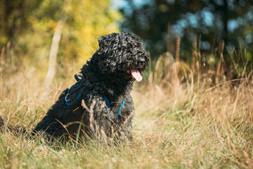 Bouvier des Flandres funny sitting outdoor in dry grass in sunny autumn day. Funny Bouvier des Flandres herding dog breed sitting in dry grass.