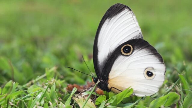 Close up side view of back and white butterfly of Papua New Guinea, Taenaris cyclops