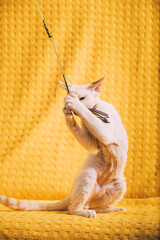 Devon Rex Kitten Kitty Playing With Feather Toy. Short-haired Cat Of English Breed On Yellow Plaid Background. Shorthair Pet Cat.