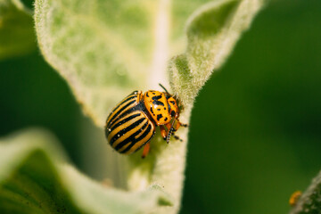 Close Up View on Colorado Beetle Eats A Potato Leaves Young. Colorado Potato Striped Beetle Or Leptinotarsa Decemlineata Is Serious Pest Of Potatoes. Pests Destroy A Crop In The Field. Concept Of Food