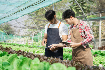 Farmer harvest or inspect farm products quality and fresh vegetables in greenhouse.