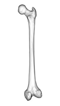 A femur bone, the largest bone in the human body located in the thigh, 3D illustration