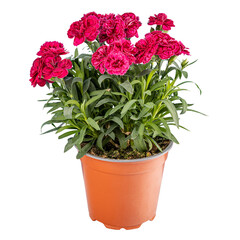 Carnation or clove pink flower