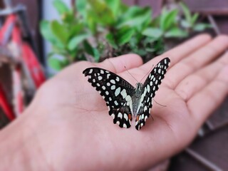 plants, flowers, roses, tulips, sky blue, landscapes, butterfly, nature, background, leaves, trees, clouds, patels